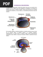 Divisiones Del Tubo Intestinal