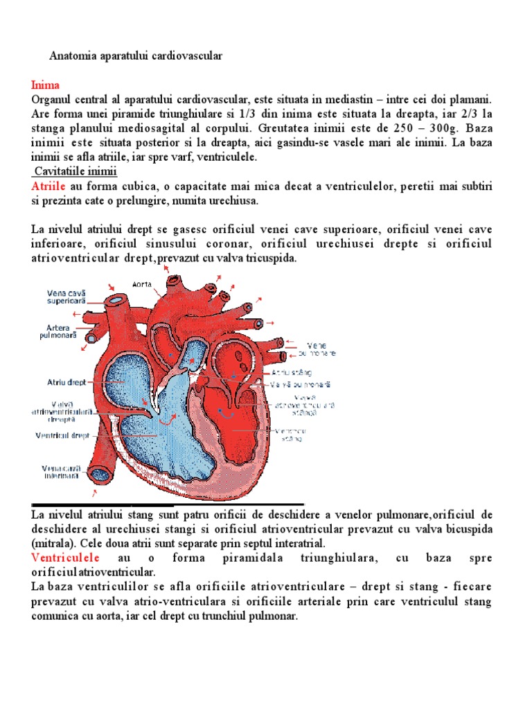 Anatomia Si Fiziologia Inimii | PDF