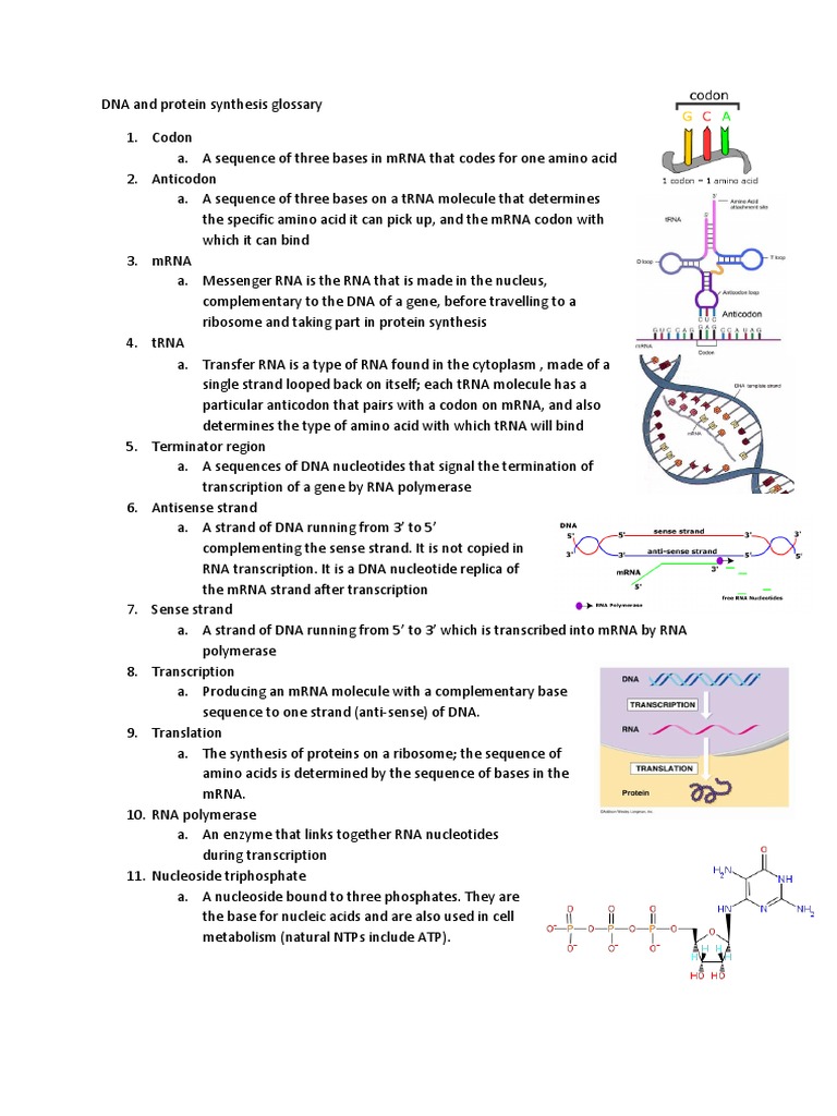 DNA and Protein Synthesis Glossary Rna Sense (Molecular Biology)