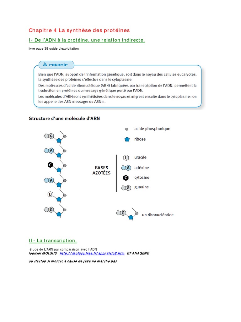 Exercices Corrigés Sur La Synthèse Des Protéines Pdf