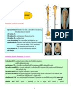 Lp2 Humerus Radius Ulna Scheletul Mainii