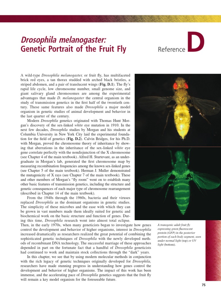 Drosophila Genetics and Development Insights | PDF | Cell Biology ...