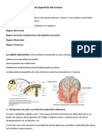 Anatomia Clinica de Craneo y Cuello PDF