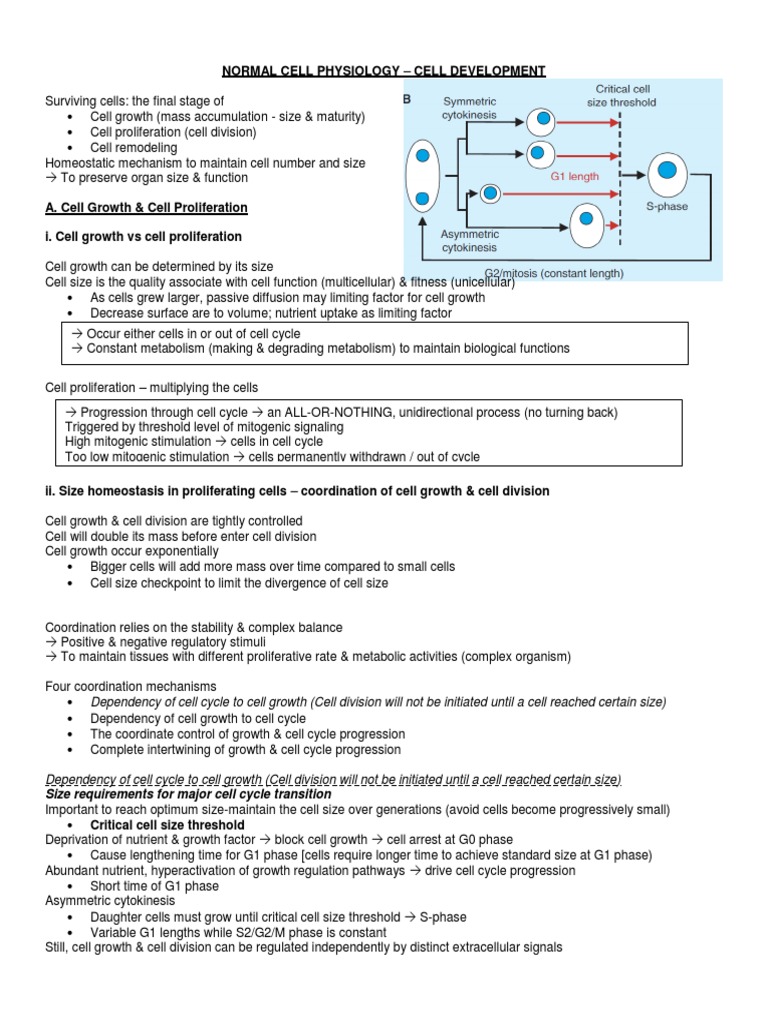 Normal Cell Physiology, Cell Growth & Cell Metabolism | PDF | Apoptosis ...