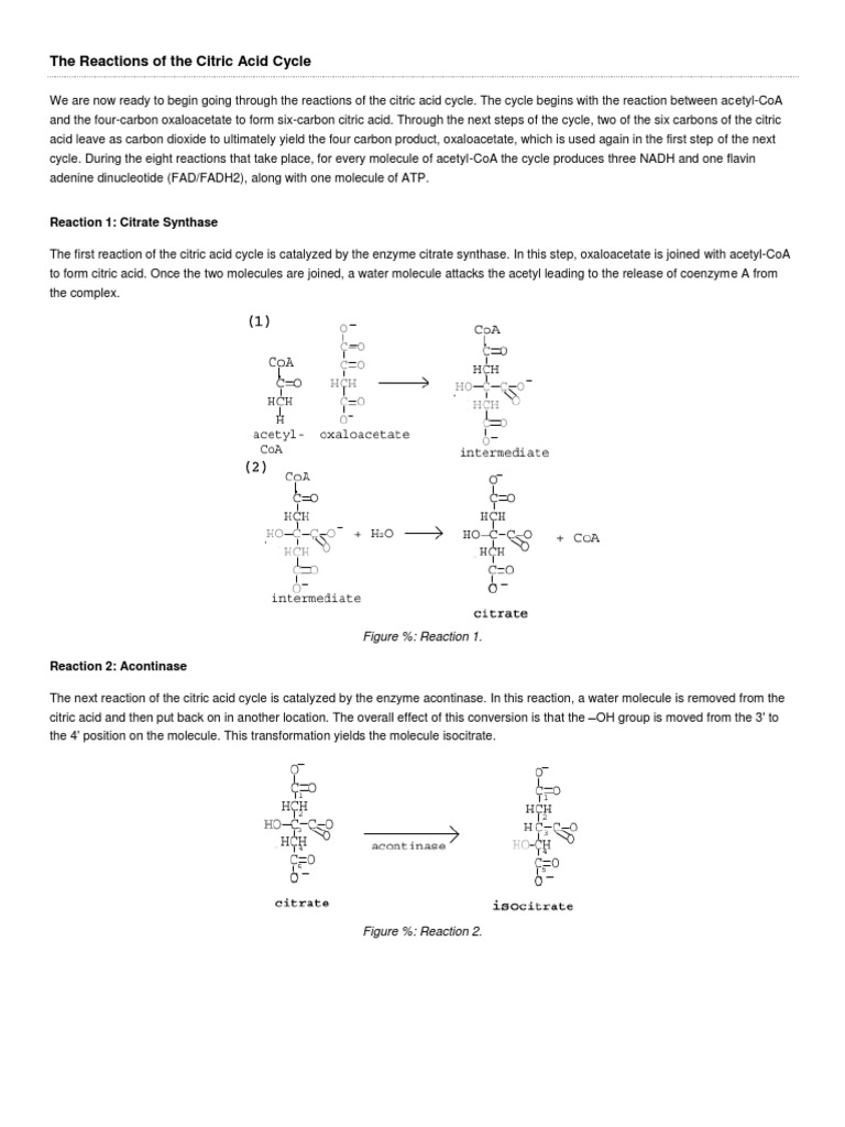 Citric Acid Cycle Reactions Explained | PDF | Citric Acid Cycle | Diet ...