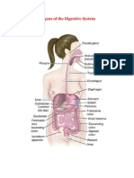 Organs of The Digestive System