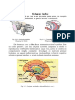 Sistemul Limbic