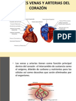 Principales Venas y Arterias Del Corazón