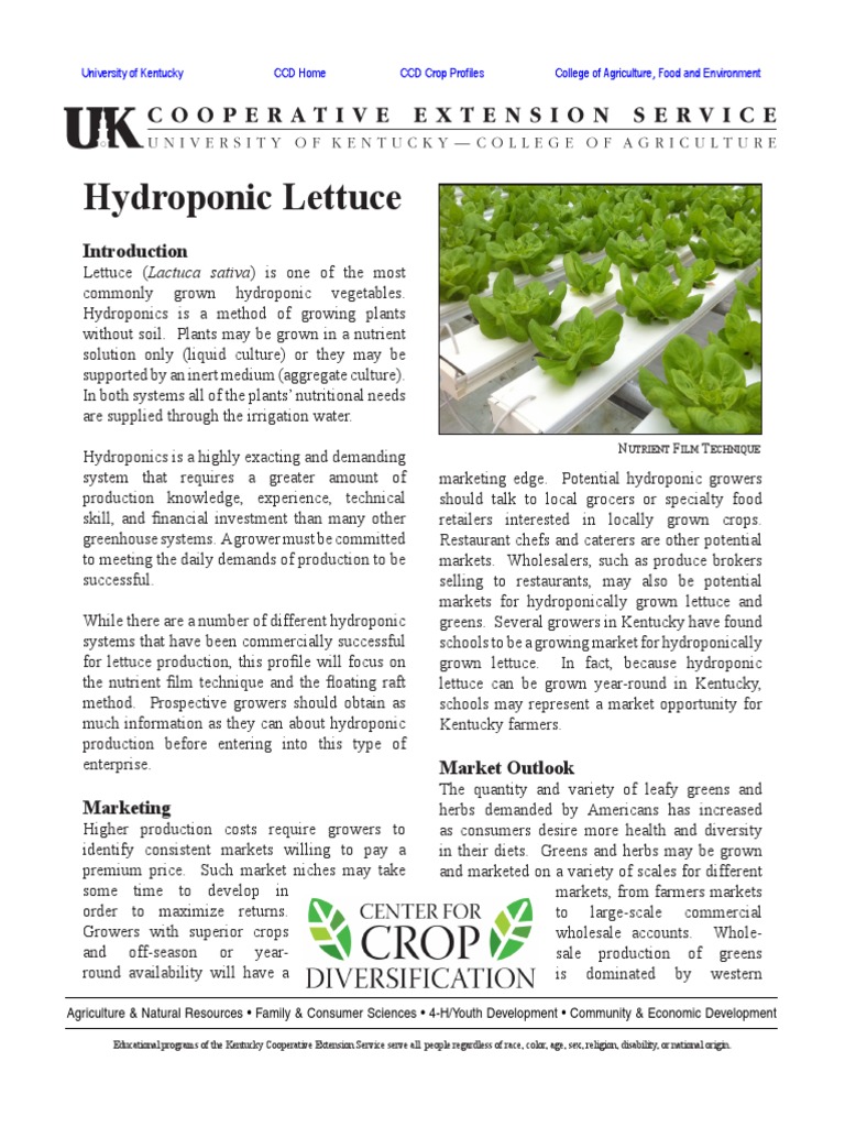 Hydroponic Lettuce PDF