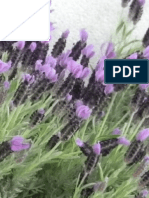 Fragantes Ibéricas 1. - Lavandula Luisieri