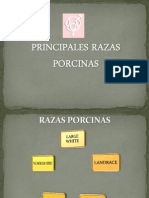 5.- PRINCIPALES RAZAS PORCINAS new.pdf