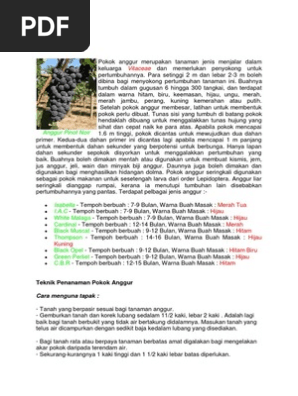 Anim Agro Technology Mangga Dalam Pot