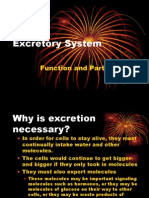 Excretory System: Function and Parts