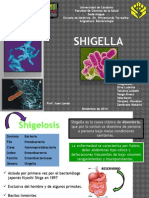 Shigella