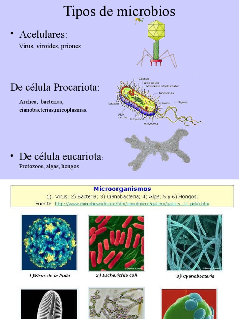 Guía Completa de Microbios y Enfermedades | PDF | Las bacterias | Virus