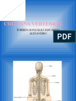 Columna Vertebral