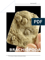 ACARA V Brachiopoda