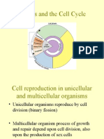 Mitosis and The Cell Cycle