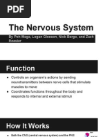 nervous system