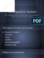 Digestive System