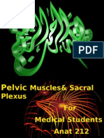 2-Pelvic Muscles &Sacral Plexus