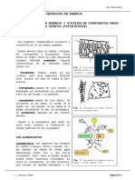 11Fotosintesis.pdf