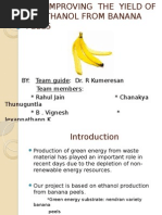 Improving The Yield of Bioethanol From Banana Peels