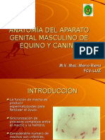 Anatomía Del Aparato Genital Masculino de Equino (1)