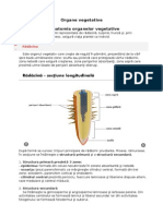 Organe Vegetative