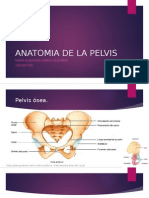 Anatomia de La Pelvis