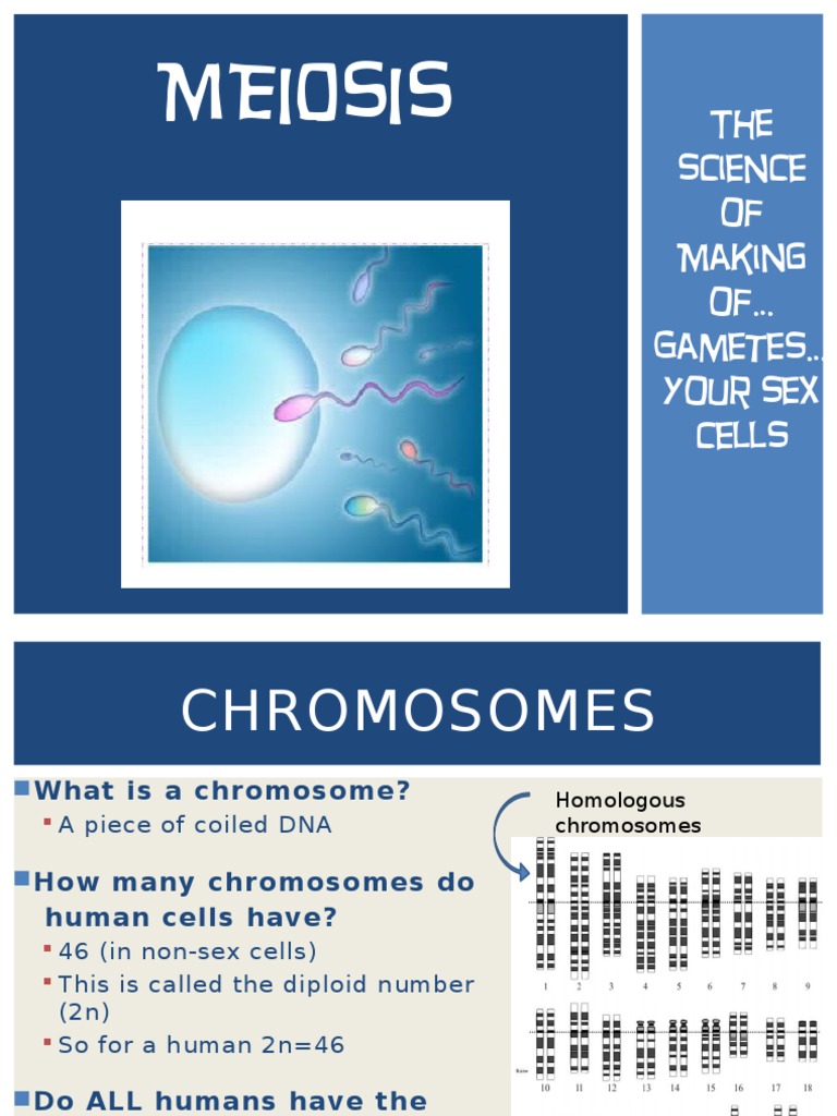 Understanding Meiosis and Gamete Formation | PDF