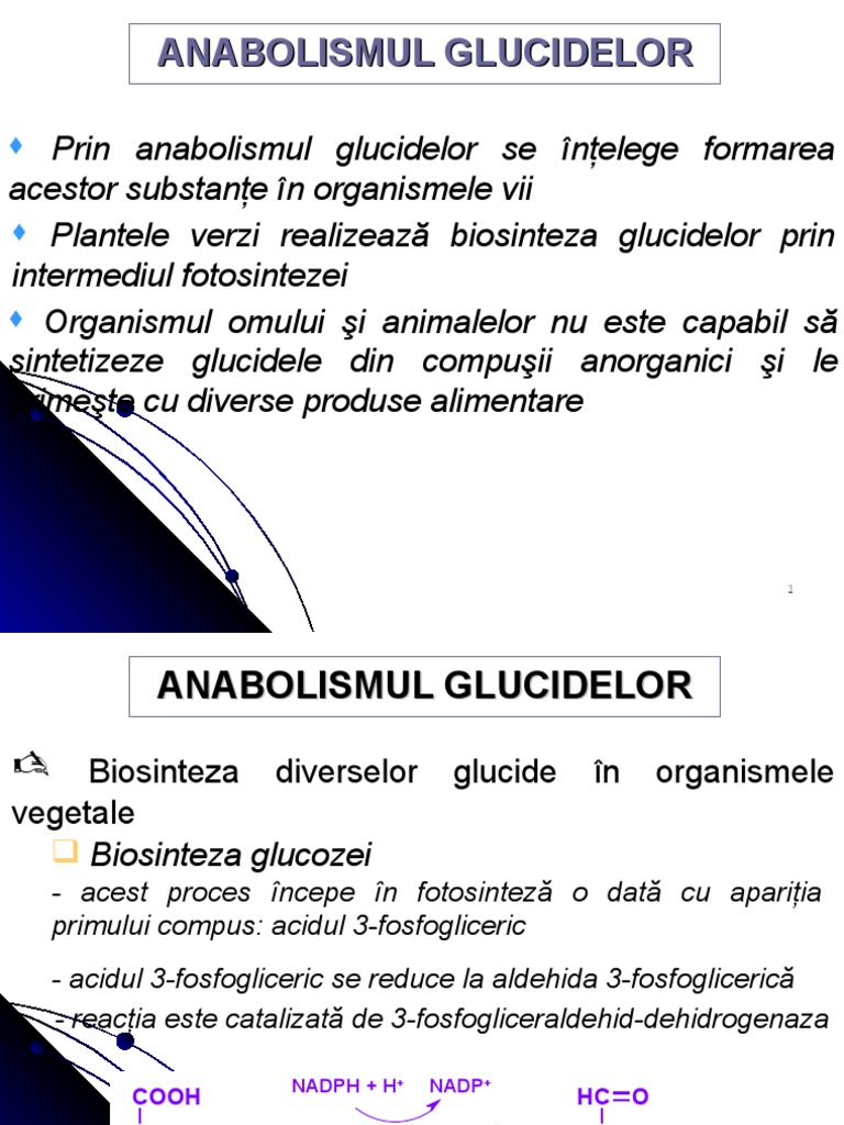 Anabolism Glucide | PDF