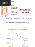 Ciclo de Krebs