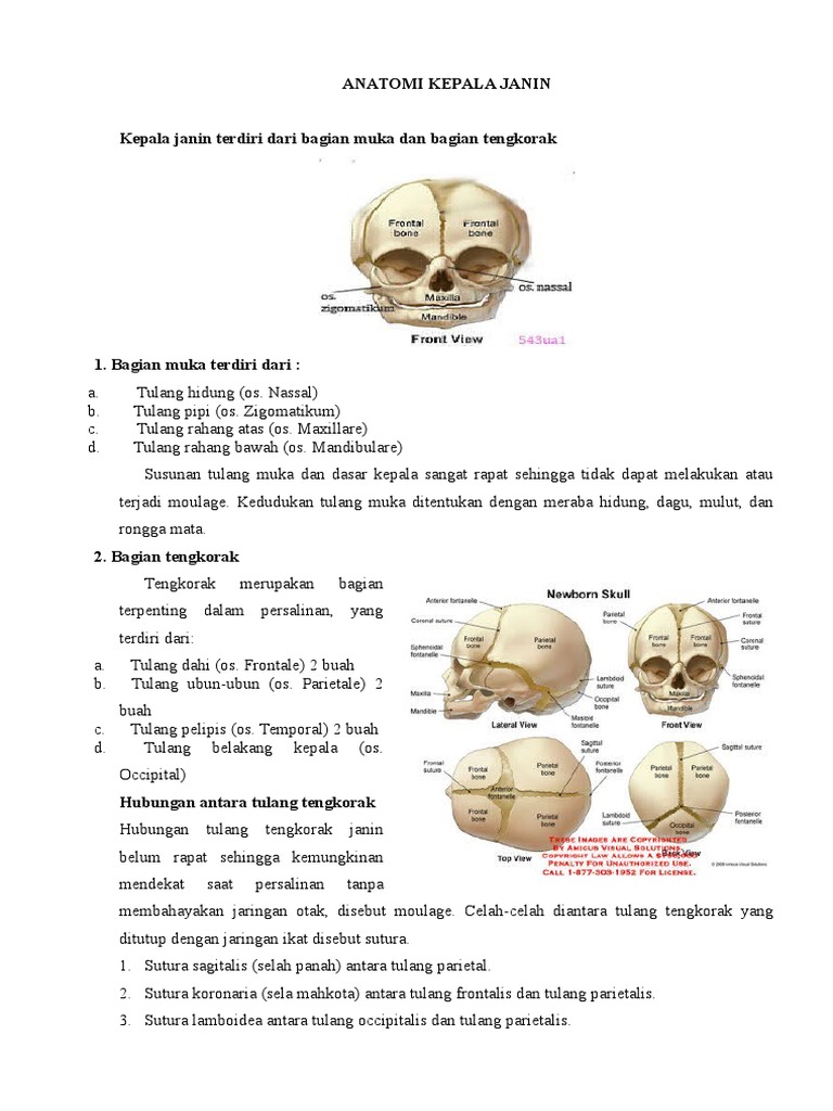 21+ Anatomi Kepala Bayi Dan Fungsinya