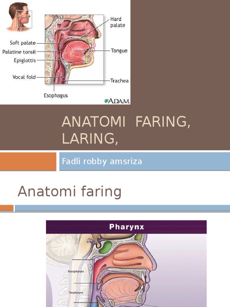 Anatomi Fisiologi Faring Laring Esofagus | PDF