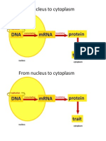 dna to trait diagrams