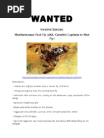 Wanted Poster