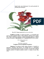 Gerbera PDF