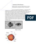 Anatomia Do Olho Humano