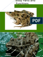 Frogs: Body Parts and Functions