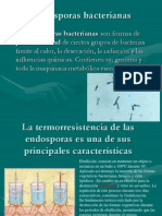 Esporas Bacterianas