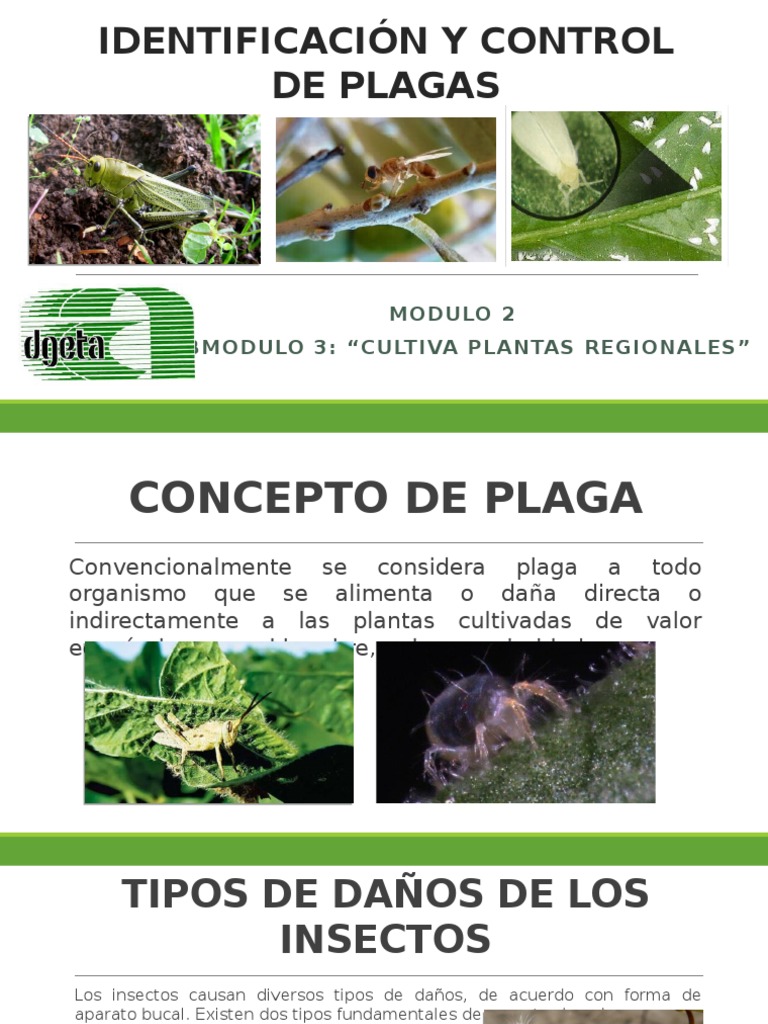 Control Integral de Plagas en Cultivos | PDF | Insectos | Plaga (organismo)