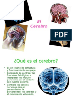 Cerebro Humano 