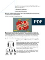 thalassemia.pdf