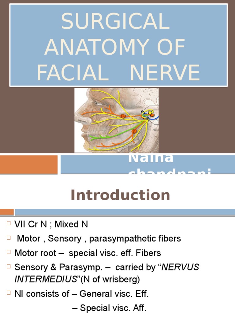 Surgical Anatomy of Facial Nerve | PDF | Animal Anatomy | Human Anatomy