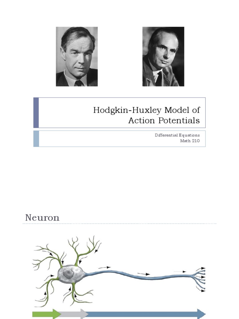 Hodgkin-Huxley Model Explained | PDF | Action Potential | Axon