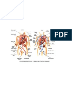 Principales Arterias Del Cuerpo Humano