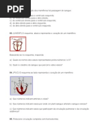 Exercícios Sistema Circulatório