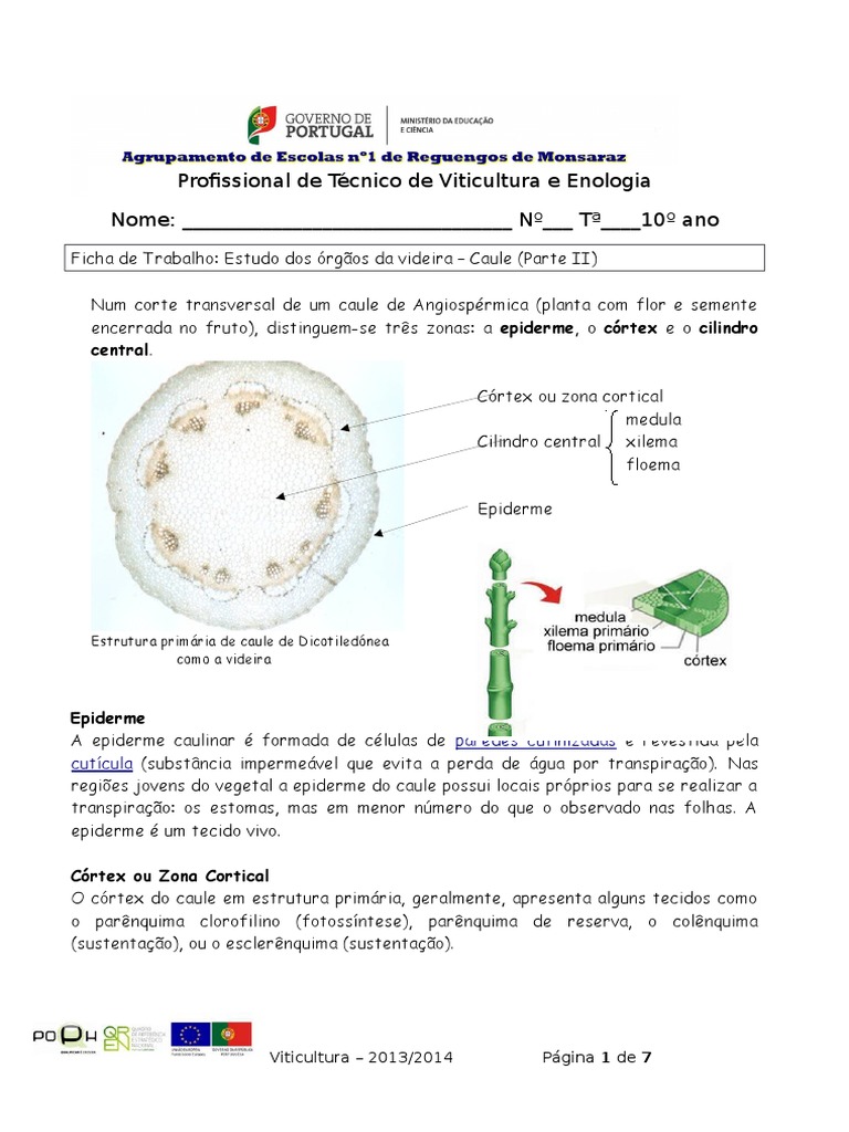 Ficha de Trabalho 4 Estudo Dos Órgãos Da Videira Caules | PDF | Morfologia  (Biologia) | Histologia, image size:768x1024