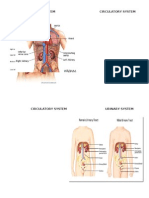 Respiratory System Circulatory System